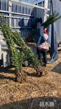 高度160厘米北海道黄杨