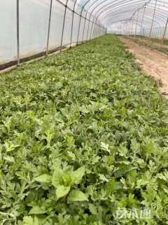 高度15厘米地被菊