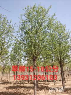 16公分柳树
