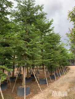 20公分小叶榄仁