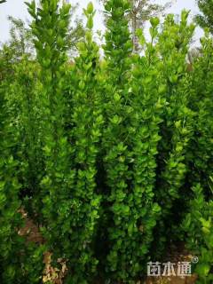 高度150厘米北海道黄杨