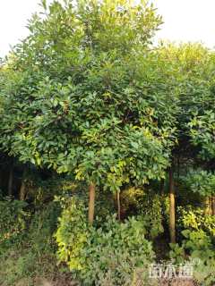 10公分红叶石楠