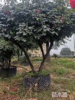 高度220厘米月季