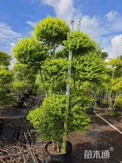 5公分造型亮晶女贞