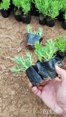 高度20厘米佛甲草