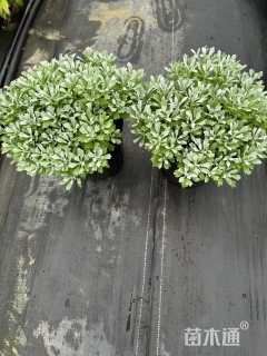 高度15厘米芙蓉菊