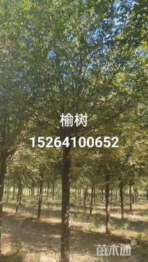 10公分长枝榆