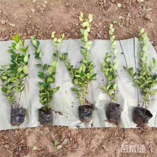 高度51厘米金森女贞小苗