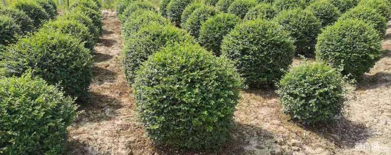 冠幅150厘米小叶女贞球