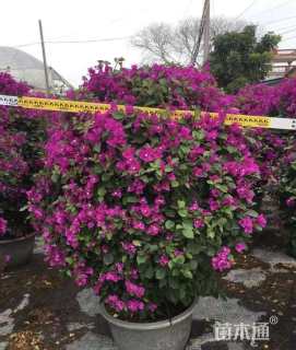 高度29厘米三角梅