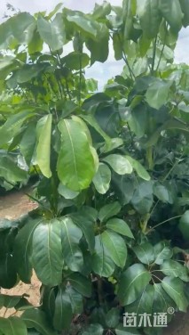 高度200厘米澳洲鸭脚木