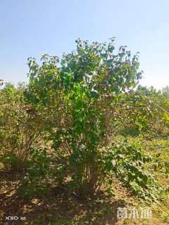 高度200厘米丛生丁香