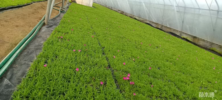 高度8厘米欧石竹