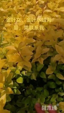 高度30厘米金叶水蜡