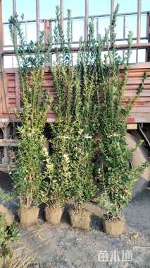 高度180厘米大叶黄杨柱