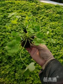 高度16厘米紫叶酢浆草