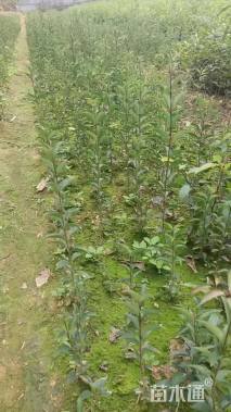 0.8公分大叶女贞