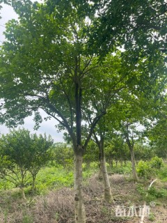 15公分红果冬青