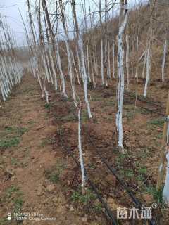 5公分八重红垂枝樱