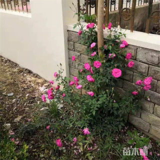 高度30厘米蔷薇苗