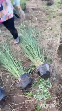 高度80厘米粉黛乱子草