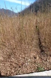 高度50厘米侧柏小苗