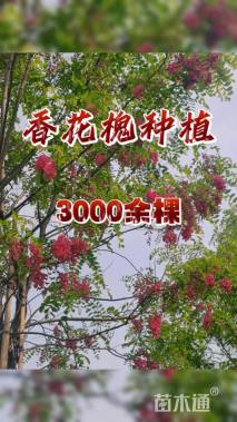 16公分香花槐