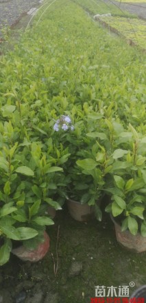 高度20厘米蓝雪花