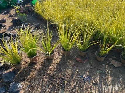 高度20厘米金叶石菖蒲