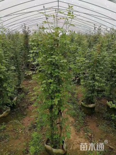 高度150厘米蔷薇