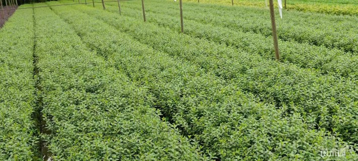 高度30厘米春鹃小苗