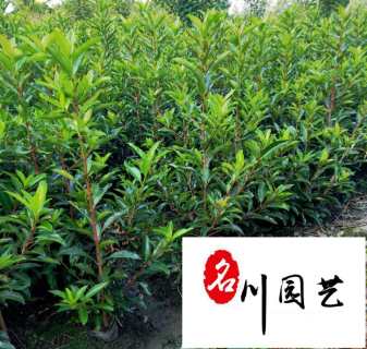 高度120厘米法国冬青