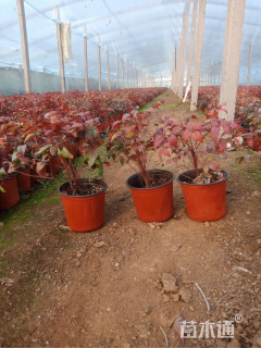 高度30厘米火焰南天竹