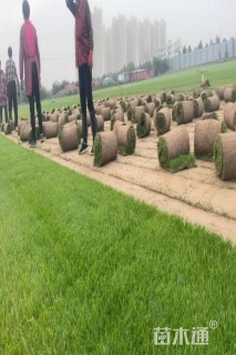 草卷状马尼拉草