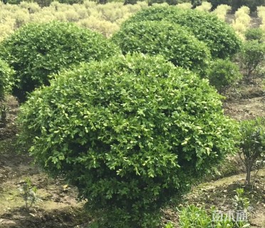 冠幅100厘米瓜子黄杨球
