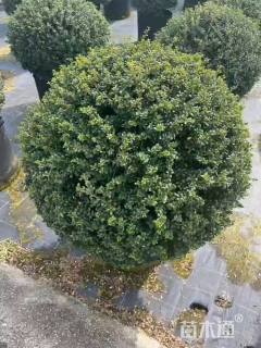 冠幅80厘米龟甲冬青球