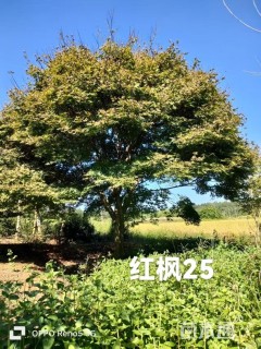 25公分红枫