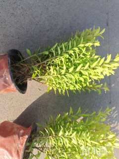 高度25厘米满天星