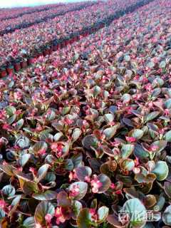 高度20厘米四季海棠