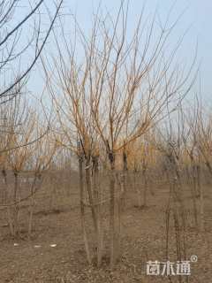 高度450厘米丛生金枝槐