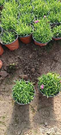 高度15厘米欧石竹