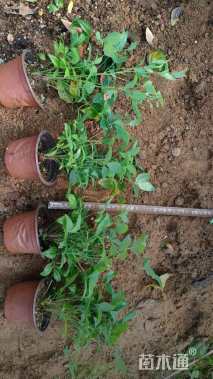 高度20厘米火焰南天竹