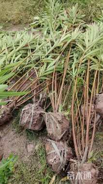 高度90厘米夹竹桃