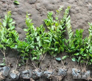 高度35厘米金森女贞小苗