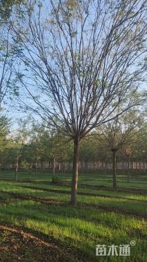 20公分国槐