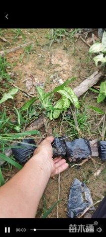 高度20厘米合果芋