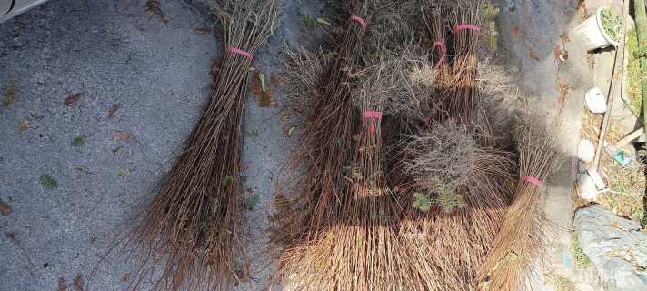 0.8公分大叶紫薇