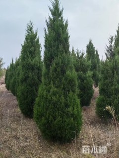 高度200厘米塔柏