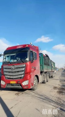 高度40厘米鼠尾草