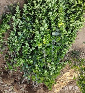 高度150厘米北海道黄杨